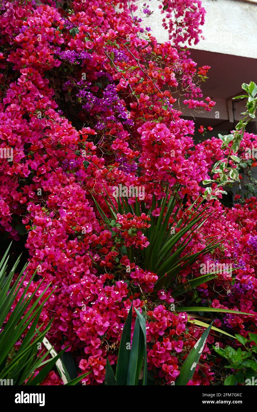 Une bougainvillea fleurie. Banque D'Images