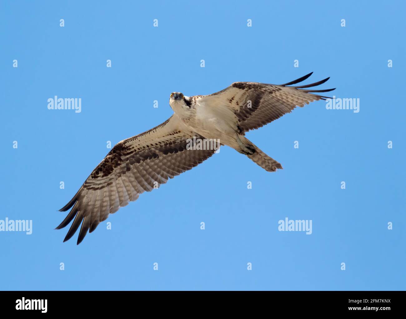 Osprey volant dans le ciel bleu, Galveston Island, Texas Banque D'Images