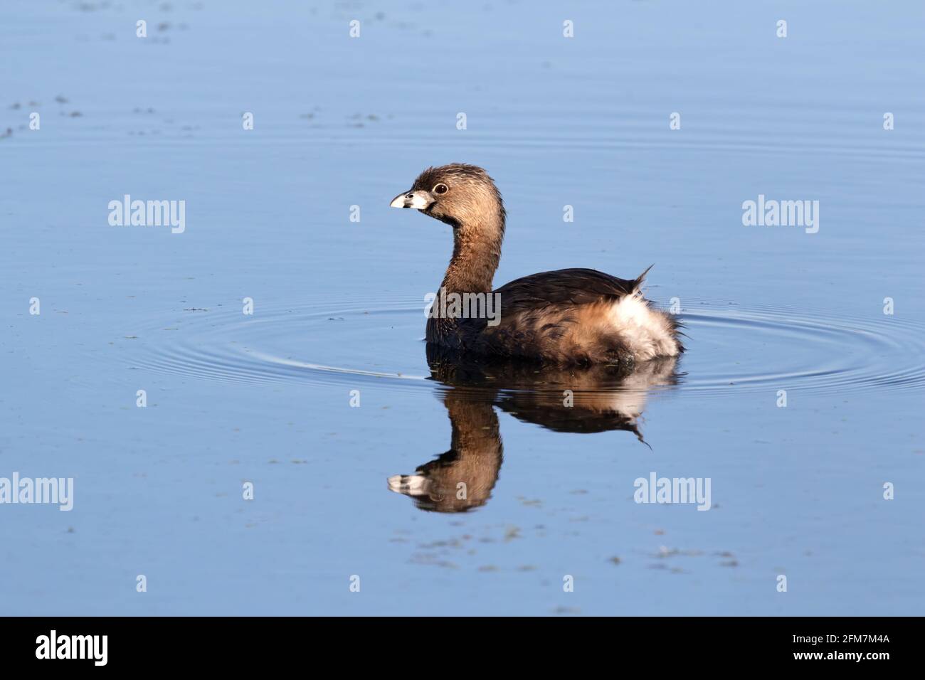 Gros plan sur le grebe à bec de pied (Podilymbus podiceps) Banque D'Images