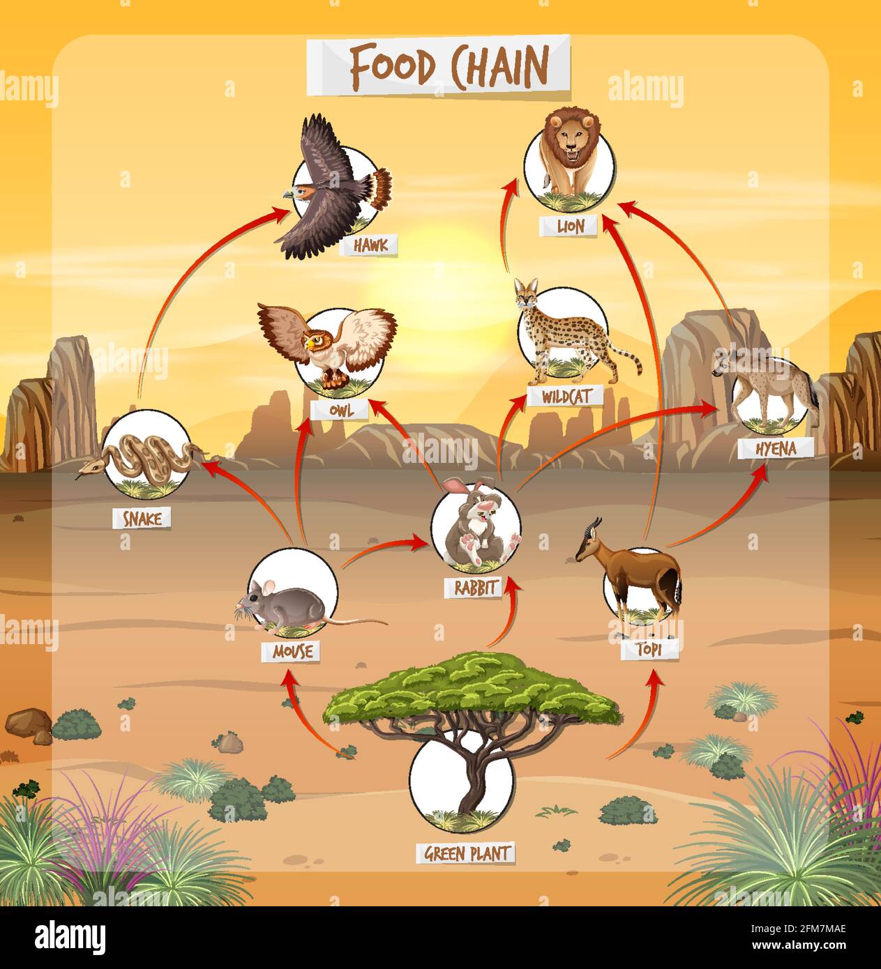 Schéma de la chaîne alimentaire sur illustration de fond de forêt Image  Vectorielle Stock - Alamy