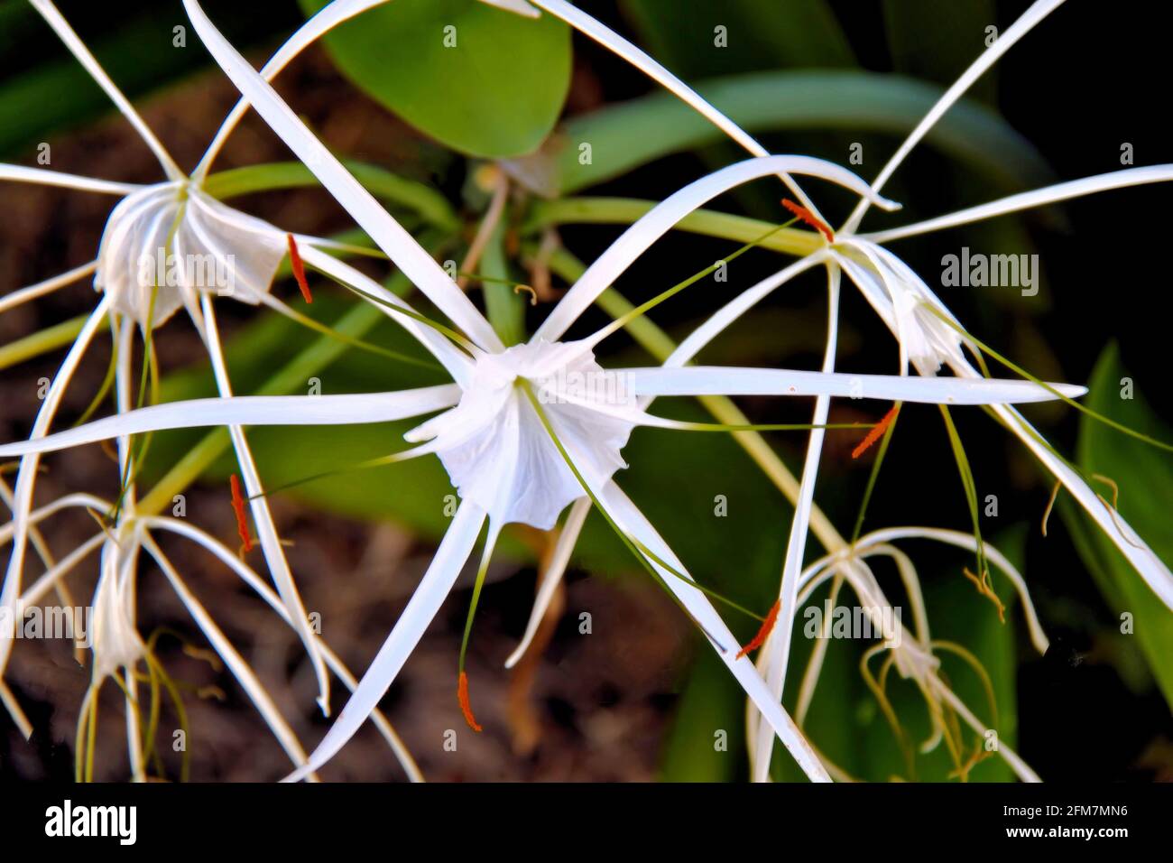 Une plante tropicale blanche exotique à fleurs blanches est étonnante dans  les Antilles Photo Stock - Alamy