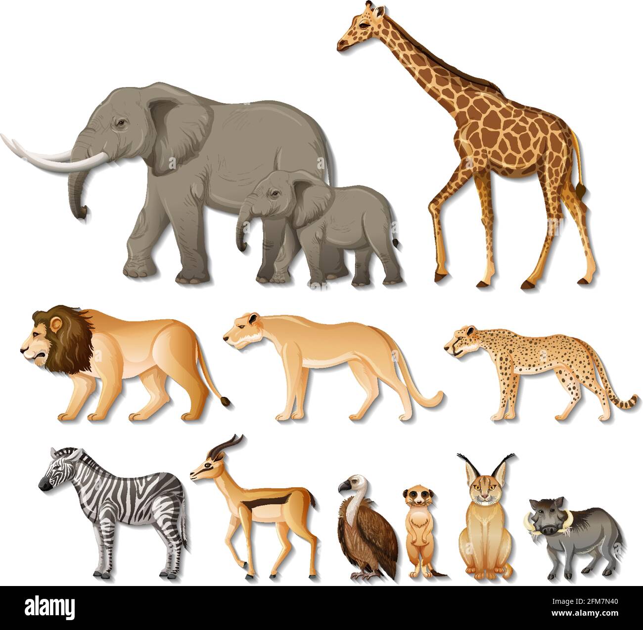 Ensemble d'animaux sauvages africains isolés sur fond blanc illustration Illustration de Vecteur