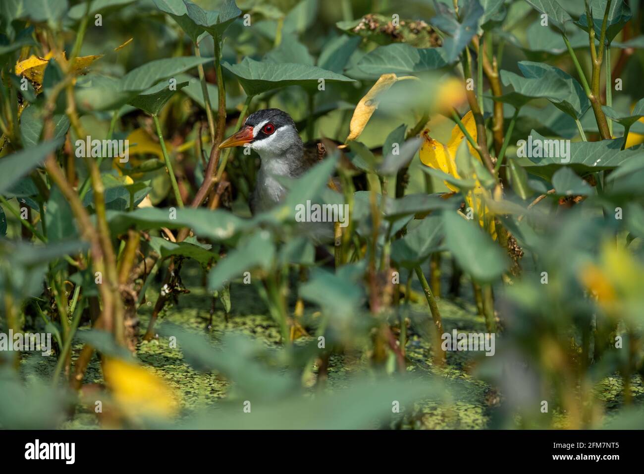 Un habitant délicat-regardant de zones humides densément végétalisées, où il brouille sur les plantes flottantes et entre les tiges de ceux debout. Banque D'Images