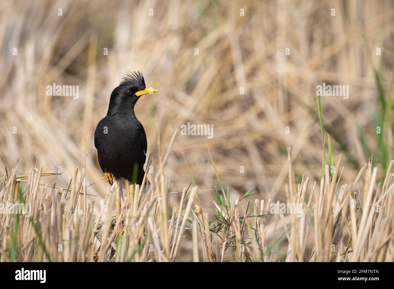 La grande myna (Acridotheres grandis), également connue sous le nom de myna à fentes blanches, est une espèce d'étoiles de la famille des Sturnidae. Banque D'Images