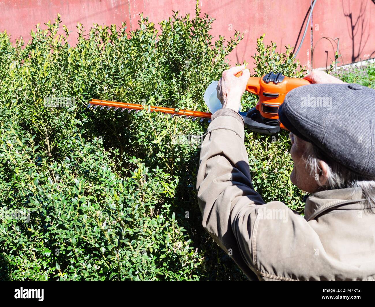 le paysan coupe des buissons de buis avec taille-haie électrique sur  ensoleillé jour de printemps Photo Stock - Alamy