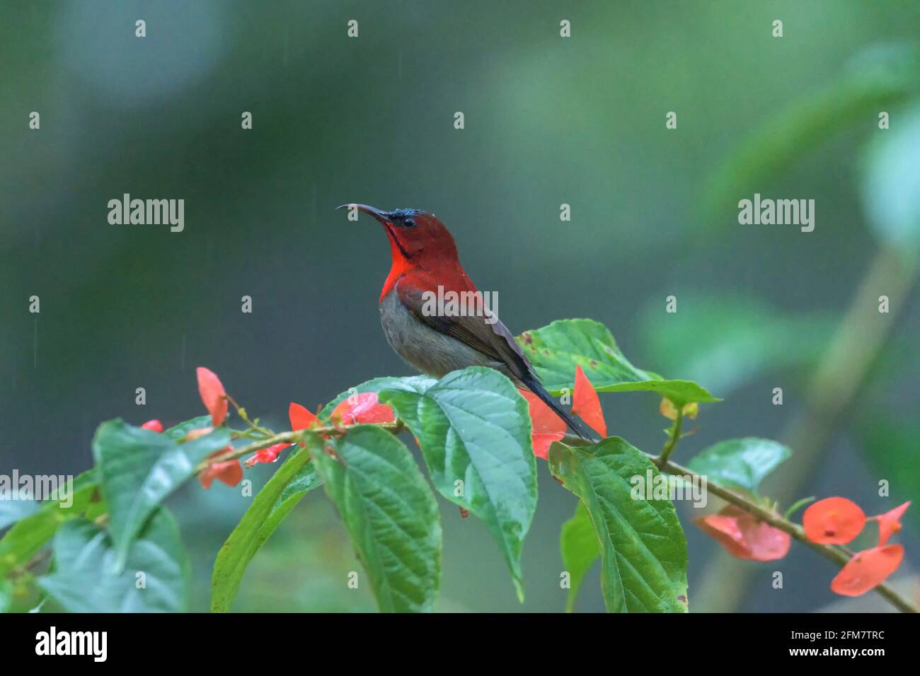 Magnifique oiseau de soleil cramoisi (Aethopyga siparaja). Oiseaux de Thaïlande. Banque D'Images