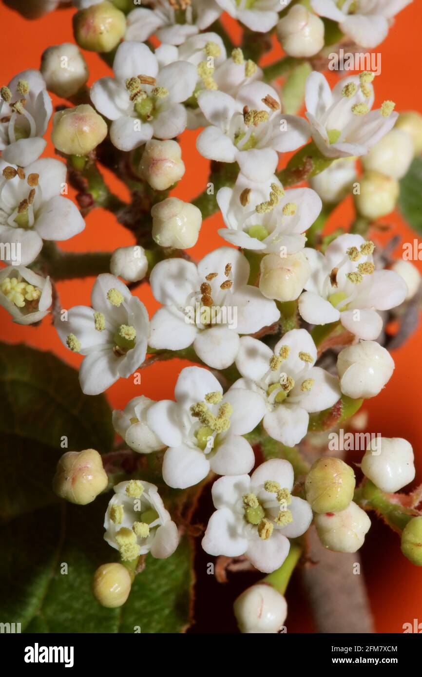 Blanc petite fleur Viburnum tinus L. famille adoxaceae botanique moderne de haute qualité grands imprimés Banque D'Images
