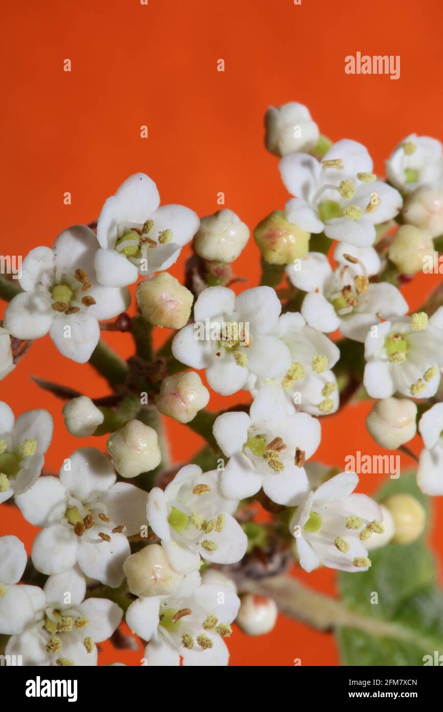 Blanc petite fleur Viburnum tinus L. famille adoxaceae botanique moderne de haute qualité grands imprimés Banque D'Images