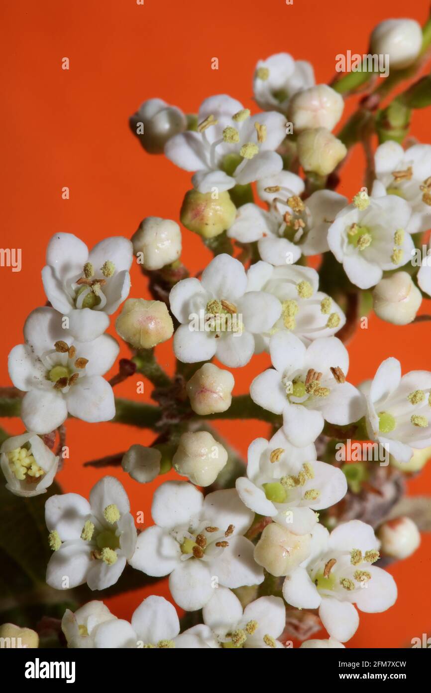 Blanc petite fleur Viburnum tinus L. famille adoxaceae botanique moderne de haute qualité grands imprimés Banque D'Images