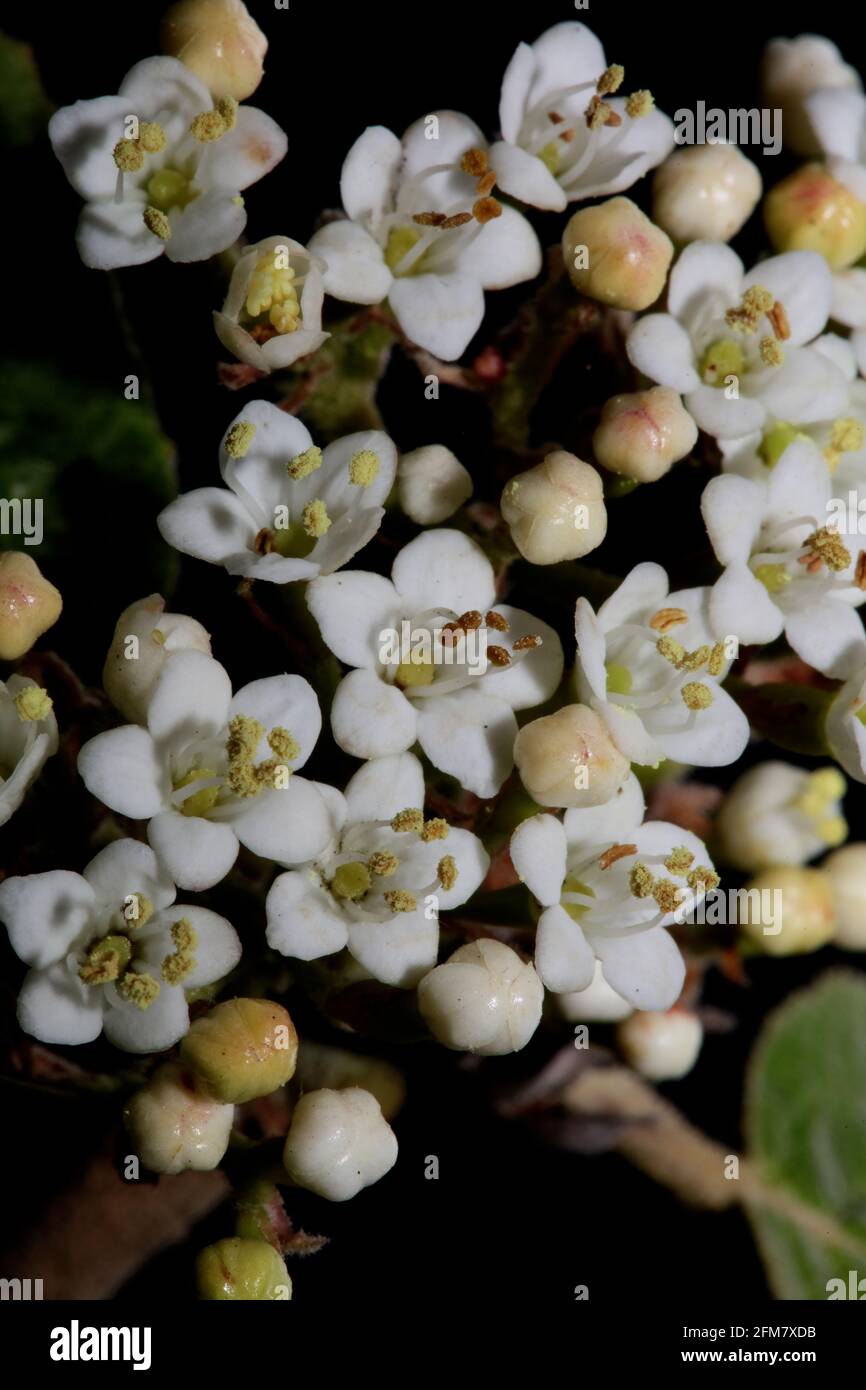 Blanc petite fleur Viburnum tinus L. famille adoxaceae botanique moderne de haute qualité grands imprimés Banque D'Images