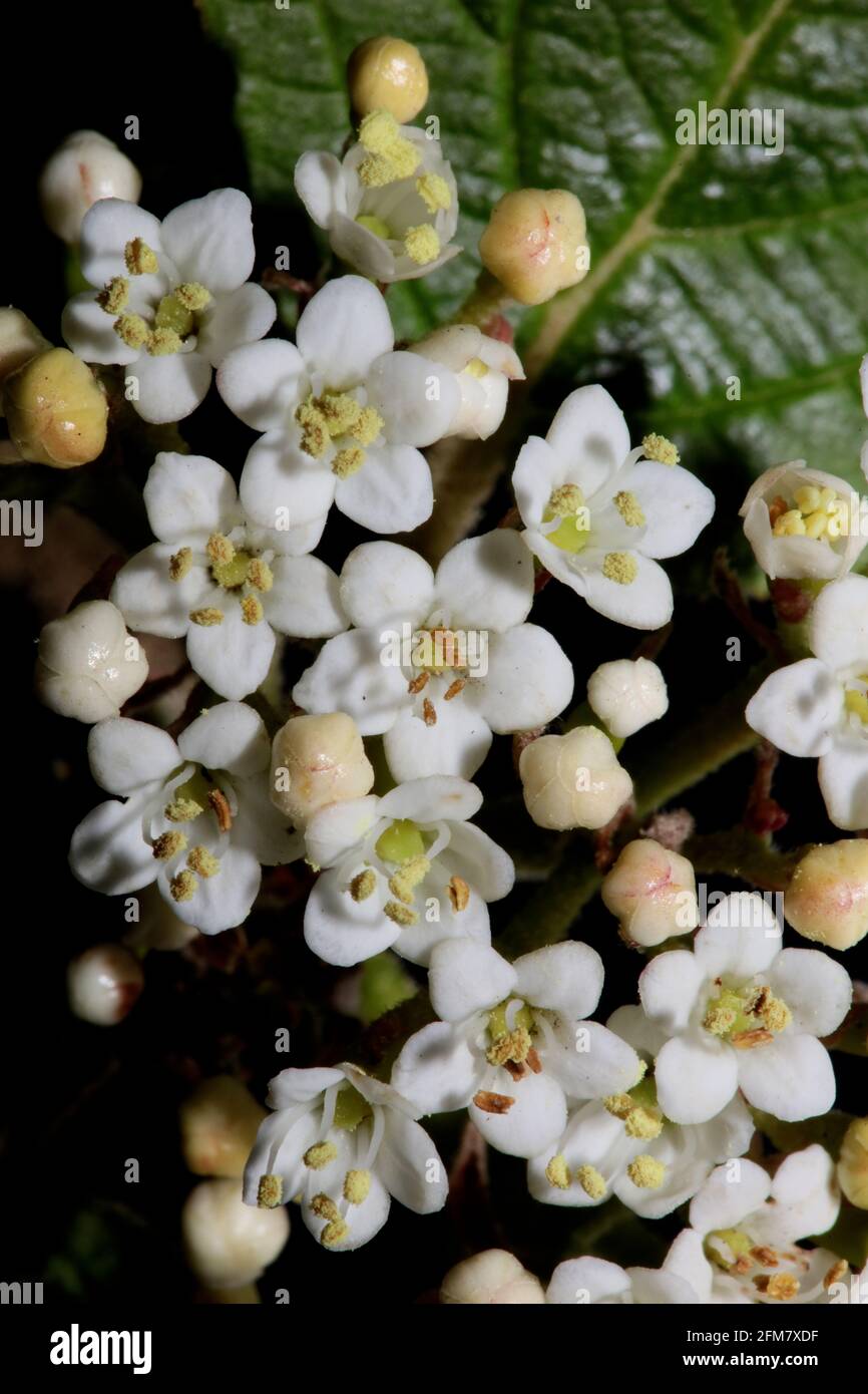 Blanc petite fleur Viburnum tinus L. famille adoxaceae botanique moderne de haute qualité grands imprimés Banque D'Images