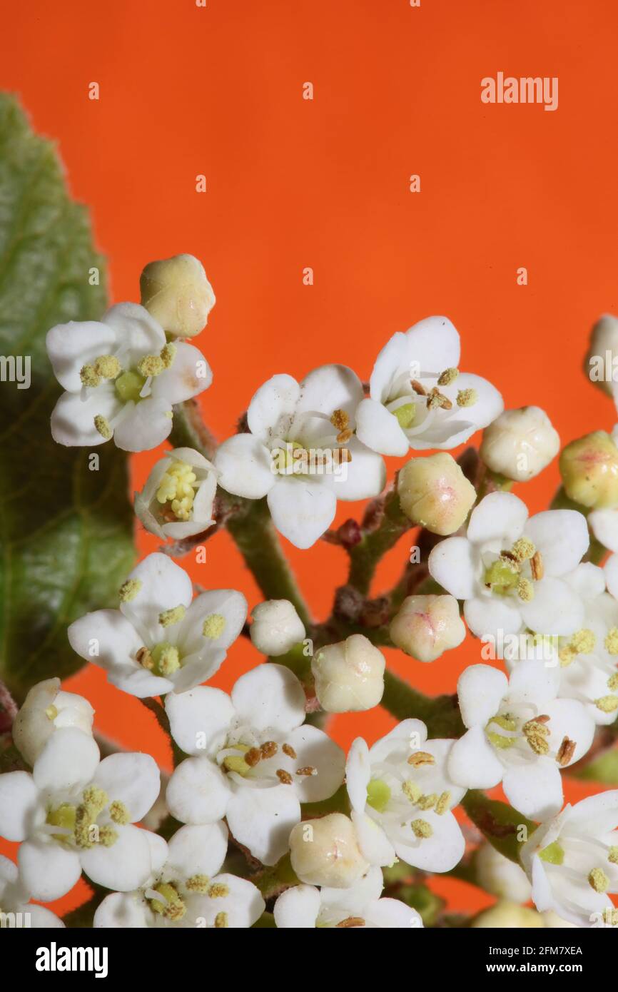 Blanc petite fleur Viburnum tinus L. famille adoxaceae botanique moderne de haute qualité grands imprimés Banque D'Images