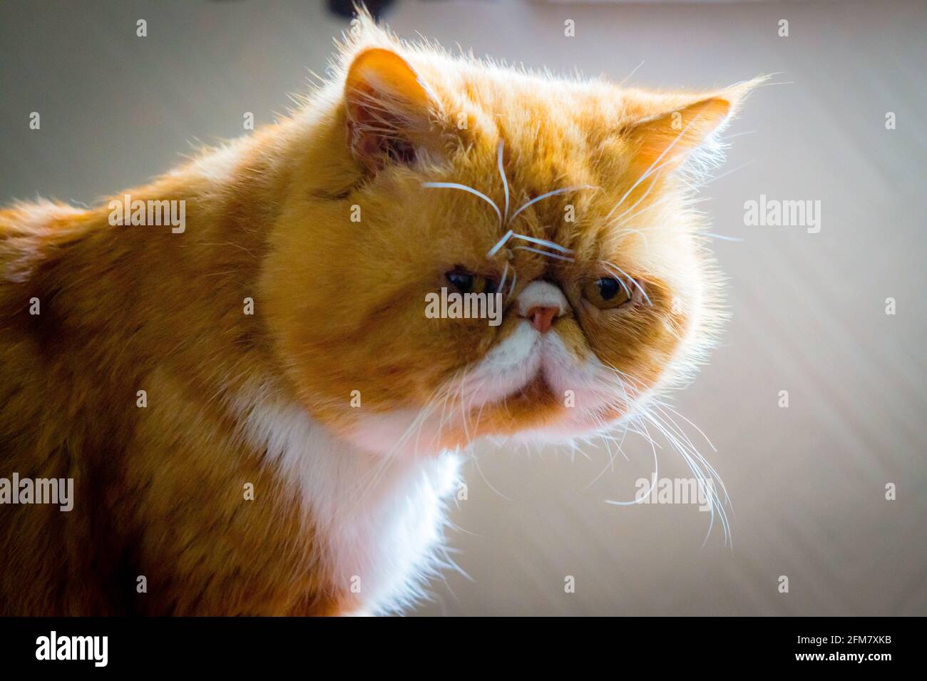 Poil Court Exotique Banque D Image Et Photos Alamy