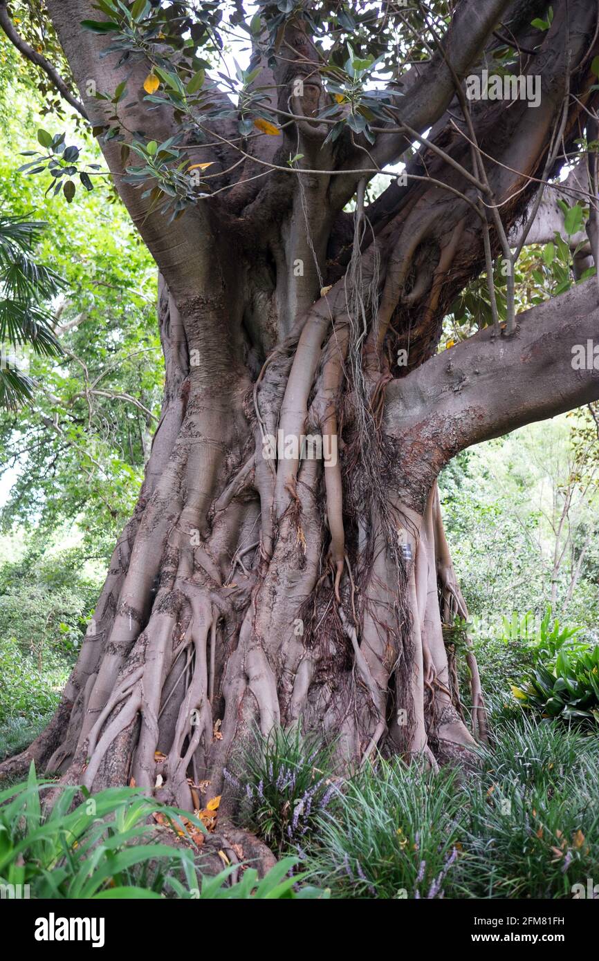 Ficus macrophylla, banyan australien ou Moreton Bay Fig dans le parc national Royal de Melbourne, Australie Banque D'Images