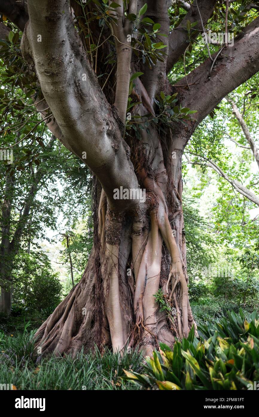 Ficus macrophylla, banyan australien ou Moreton Bay Fig dans le parc national Royal de Melbourne, Australie Banque D'Images