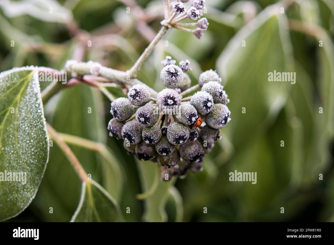 Hedera helix Banque D'Images