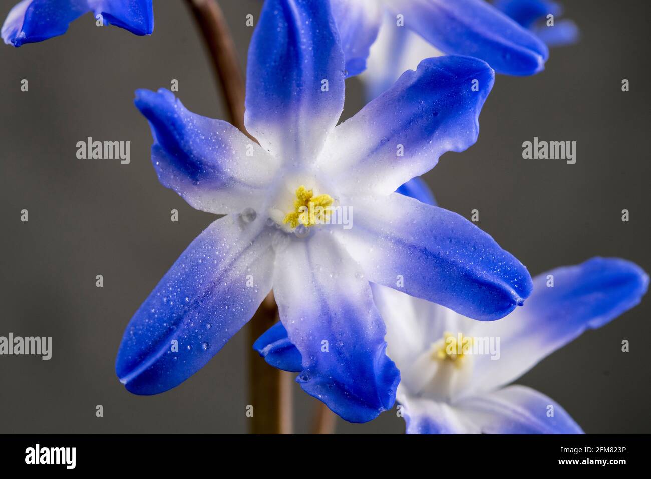 Chionodoxa « géant bleu » Banque D'Images