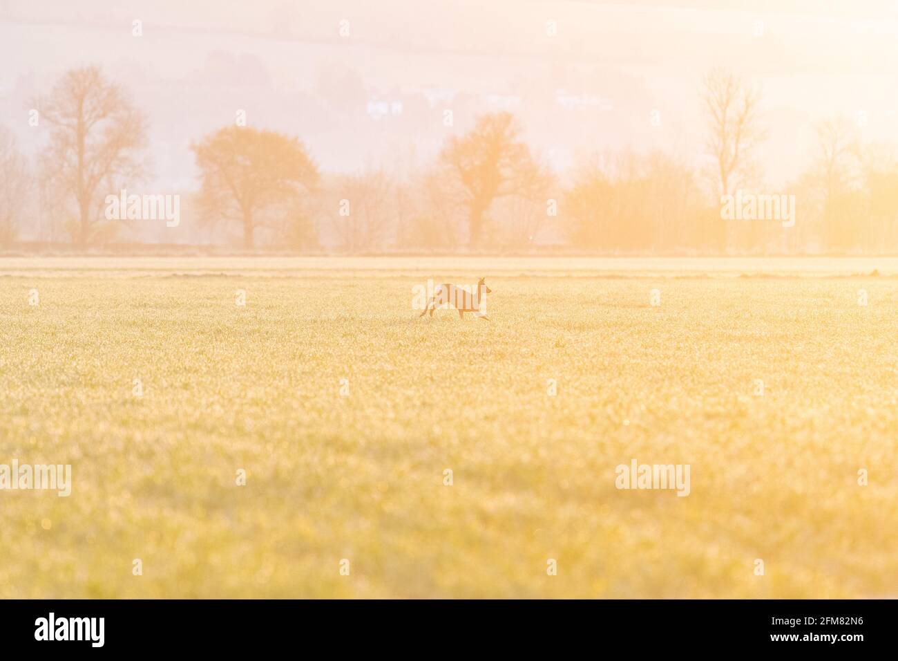 Stirling, Écosse, Royaume-Uni. 7 mai 2021. Météo au Royaume-Uni : un cerf de Virginie qui traverse les champs au lever du soleil à Stirling, en Écosse crédit : Kay Roxby/Alay Live News Banque D'Images