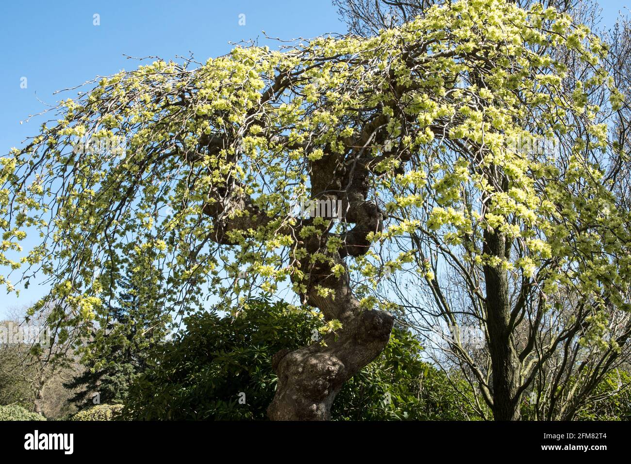 L'orme pleurniant Ulmus 'Camperdownii' Banque D'Images