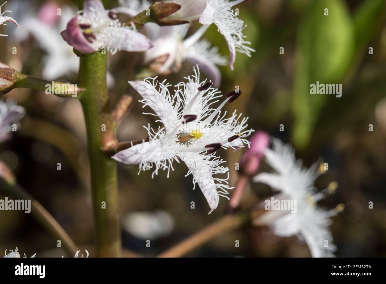 Gros plan d'une fleur de Menyanthes trifoliata ou de bogbean Banque D'Images