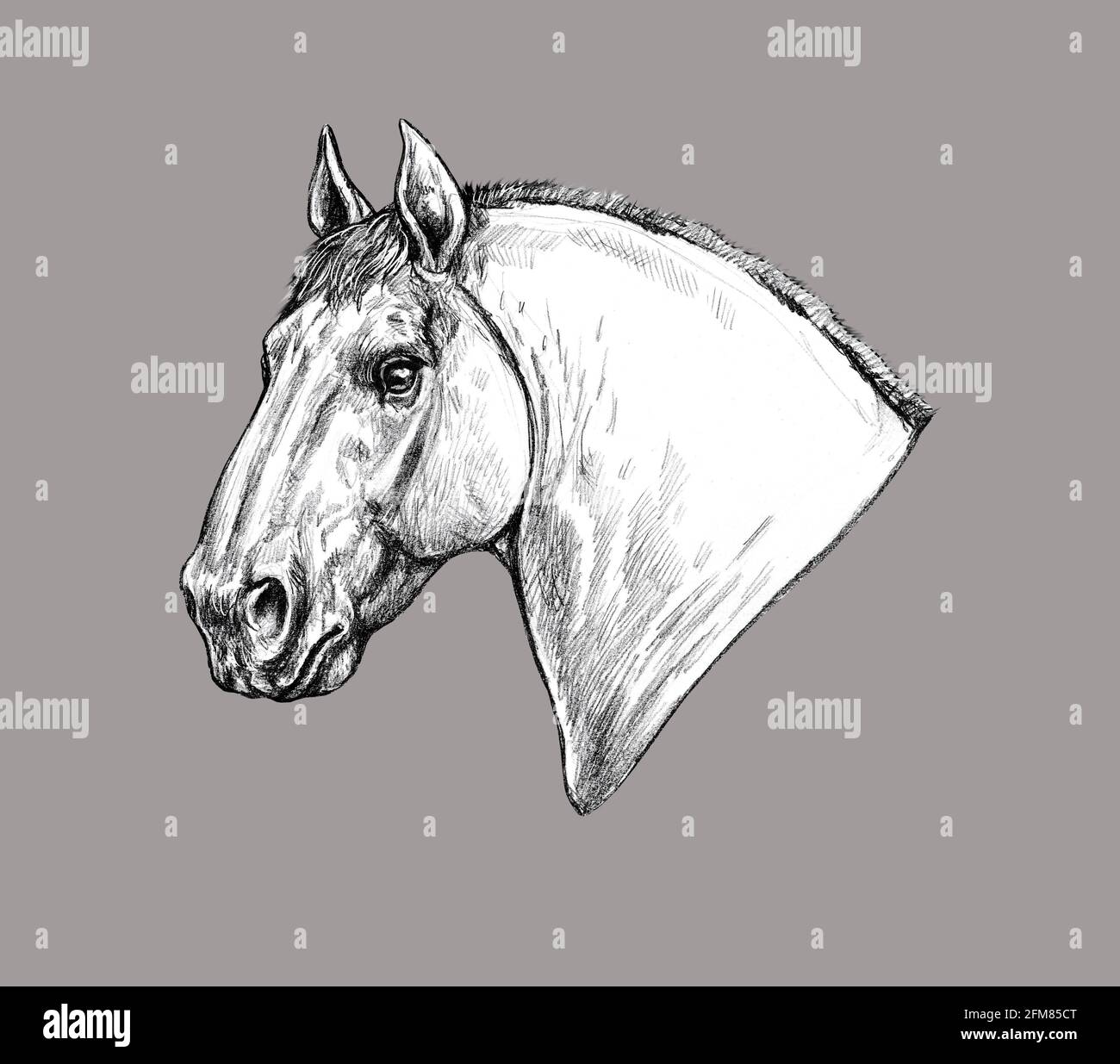 Beau cheval. Portrait au crayon d'un cheval. Dessin d'équidés. Banque D'Images