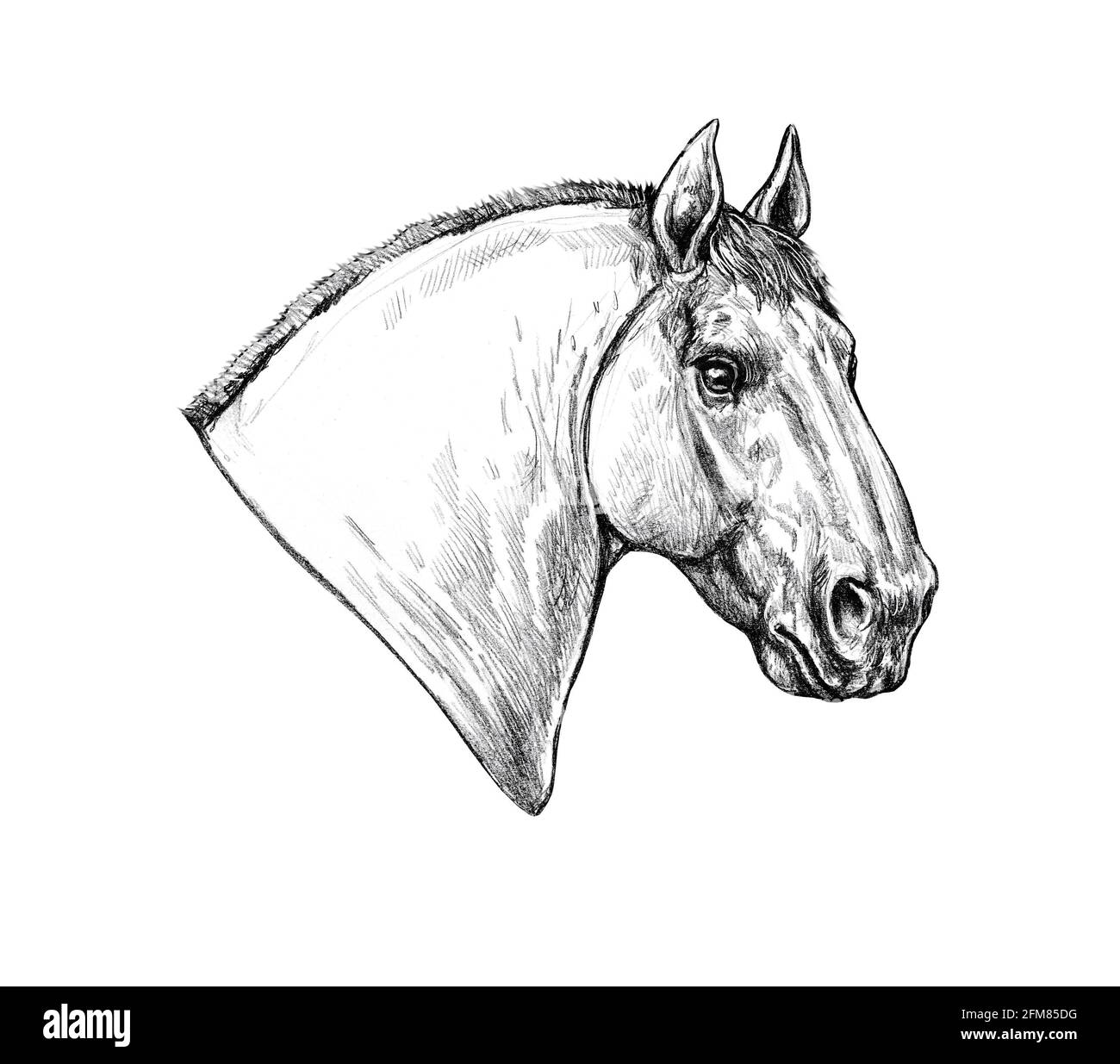 Beau cheval. Portrait au crayon d'un cheval. Dessin d'équidés. Banque D'Images