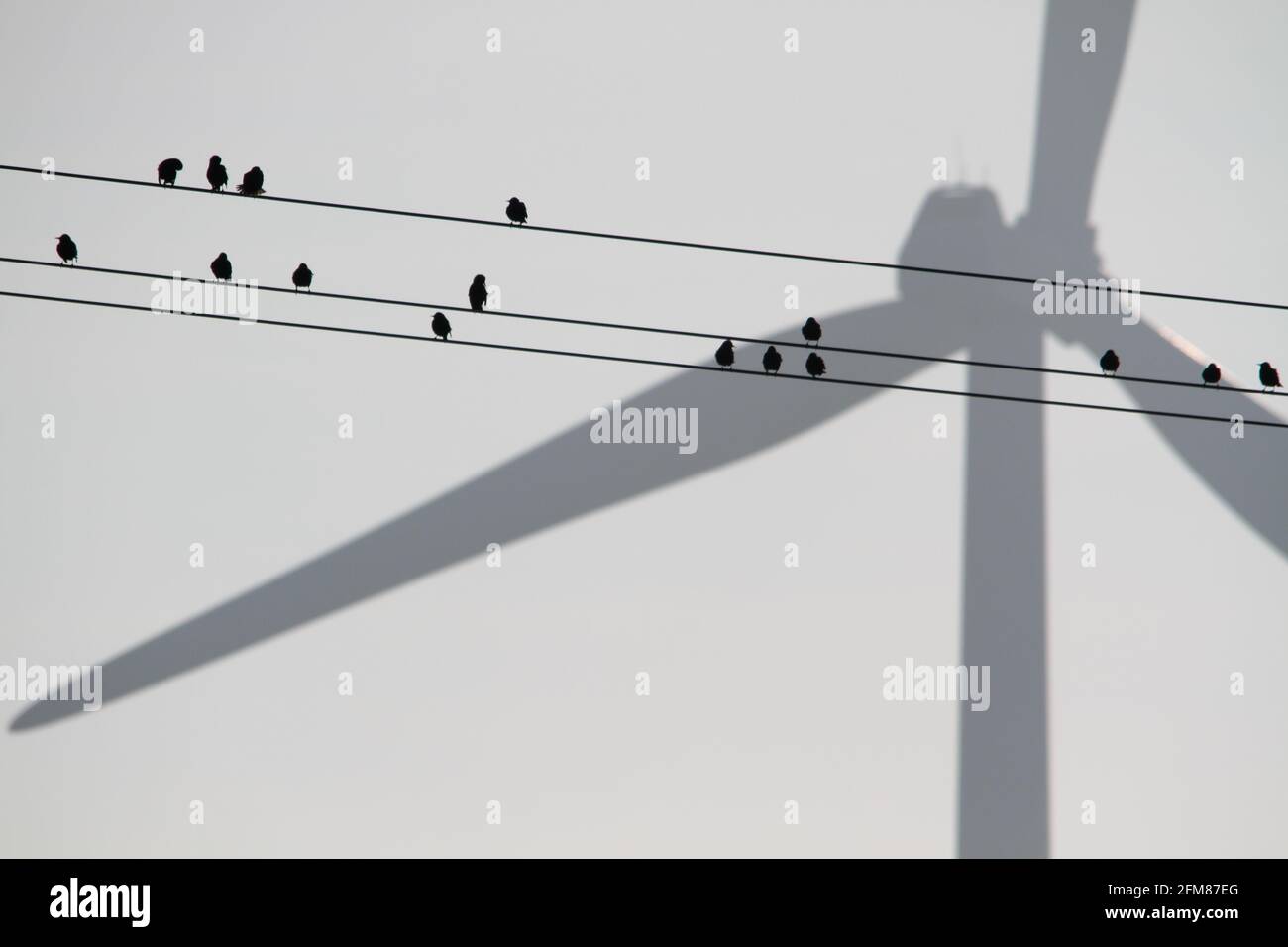 silhouette d'un troupeau d'oiseaux avec une éolienne en arrière-plan symbolisant le conflit avec l'avifaune Banque D'Images