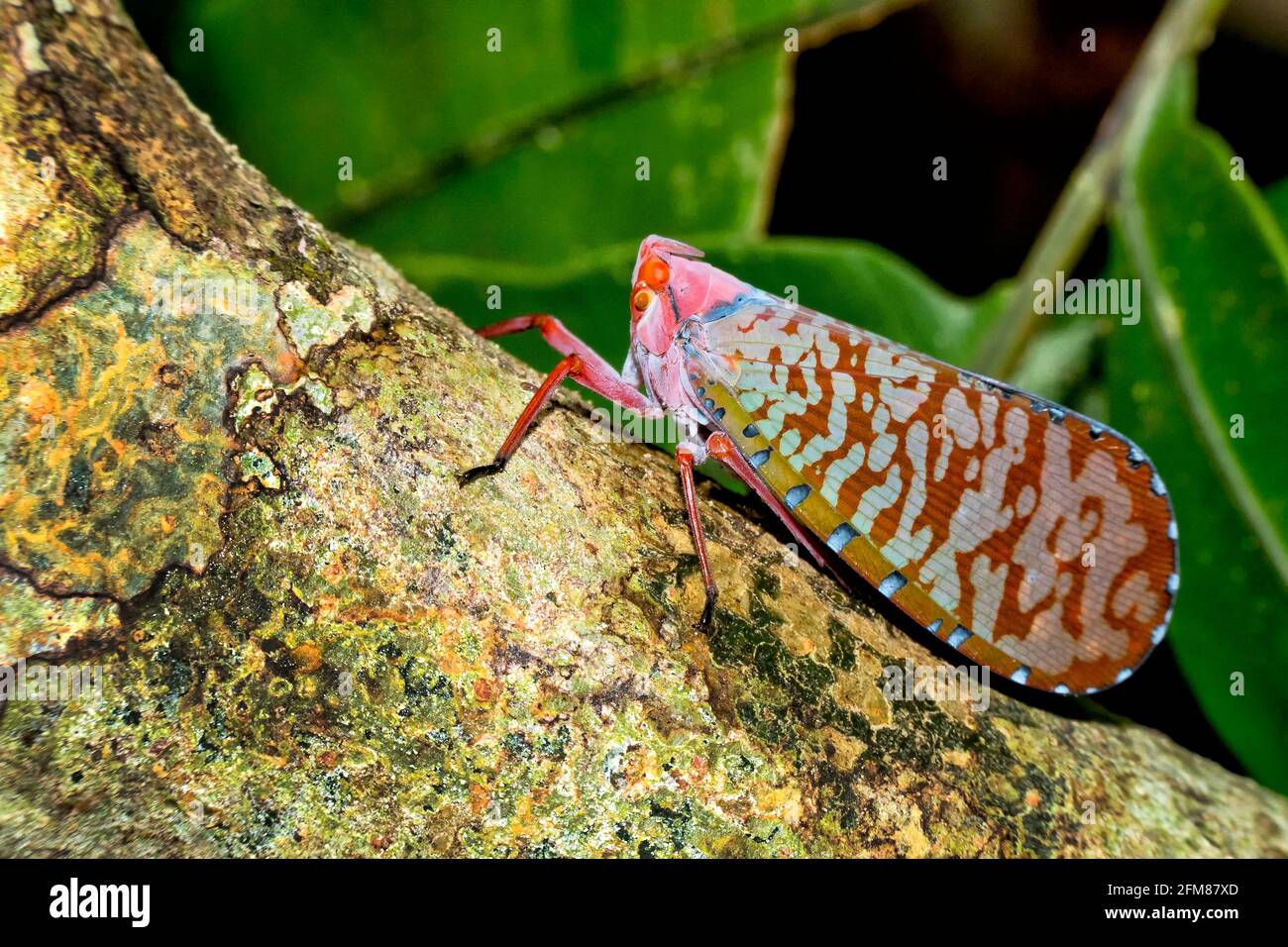 Bug, Hemiptera, Sekonyer River, Tanjung Puting National Park, Kalimantan, Bornéo, Indonésie Banque D'Images