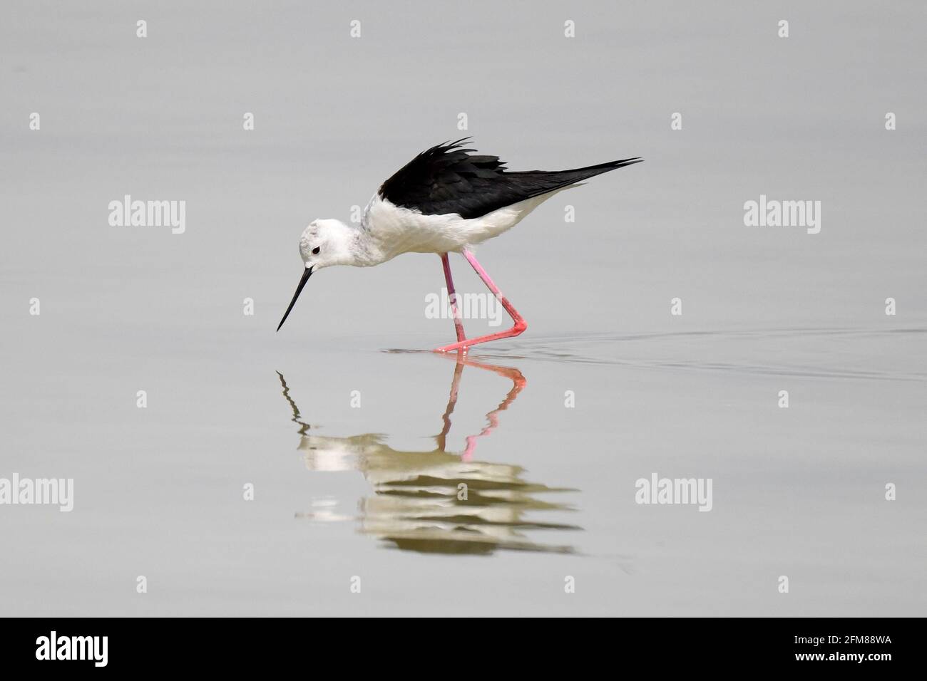 Koweït, Koweït. 6 mai 2021. Un oiseau se trouve sur une plage dans le gouvernorat de Jahra, au Koweït, le 6 mai 2021. Credit: Ghazy Qaffaf/Xinhua/Alamy Live News Banque D'Images