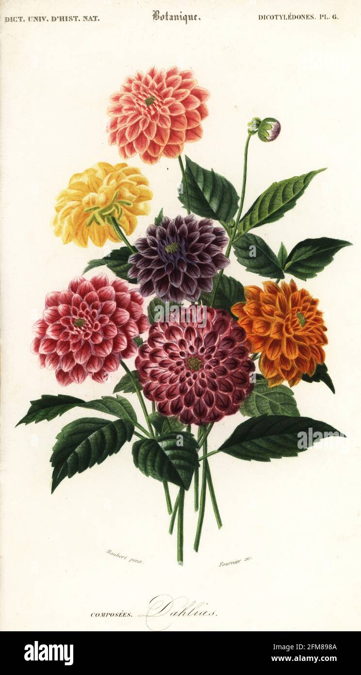 Variétés de dahlias de jardin, Dahlia pinnata. Gravure en acier faite à la main par Felicie Fournier d'après une illustration de Louis Joseph Edouard Maubert du Dictionnaire universel d'Histoire naturelle de Charles d'Orbigny, Paris, 1849. Banque D'Images