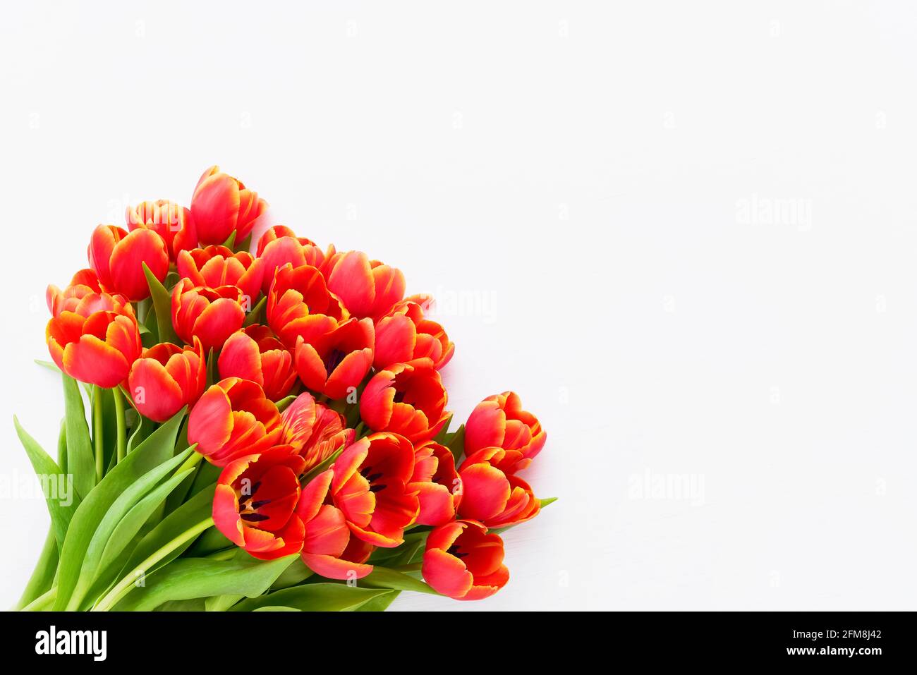 Bouquet de tulipes rouges sur fond clair. Fête des mères, Saint-Valentin, concept de célébration d'anniversaire. Vue de dessus, espace de copie pour le texte Banque D'Images