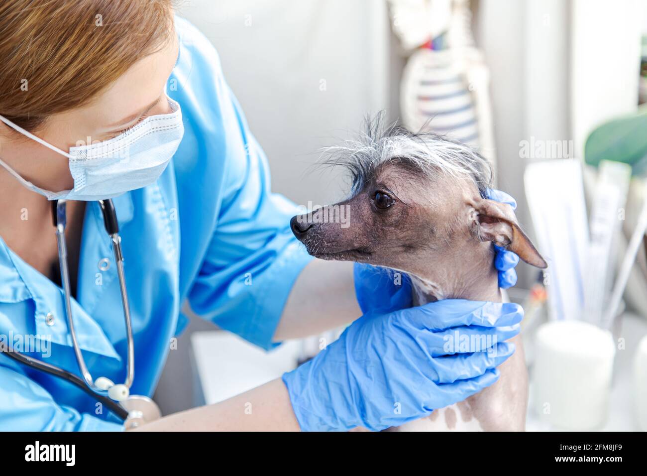 Femme d'âge moyen vétérinaire examine le chien. Cabinet du médecin. . Cabinet du médecin. Banque D'Images