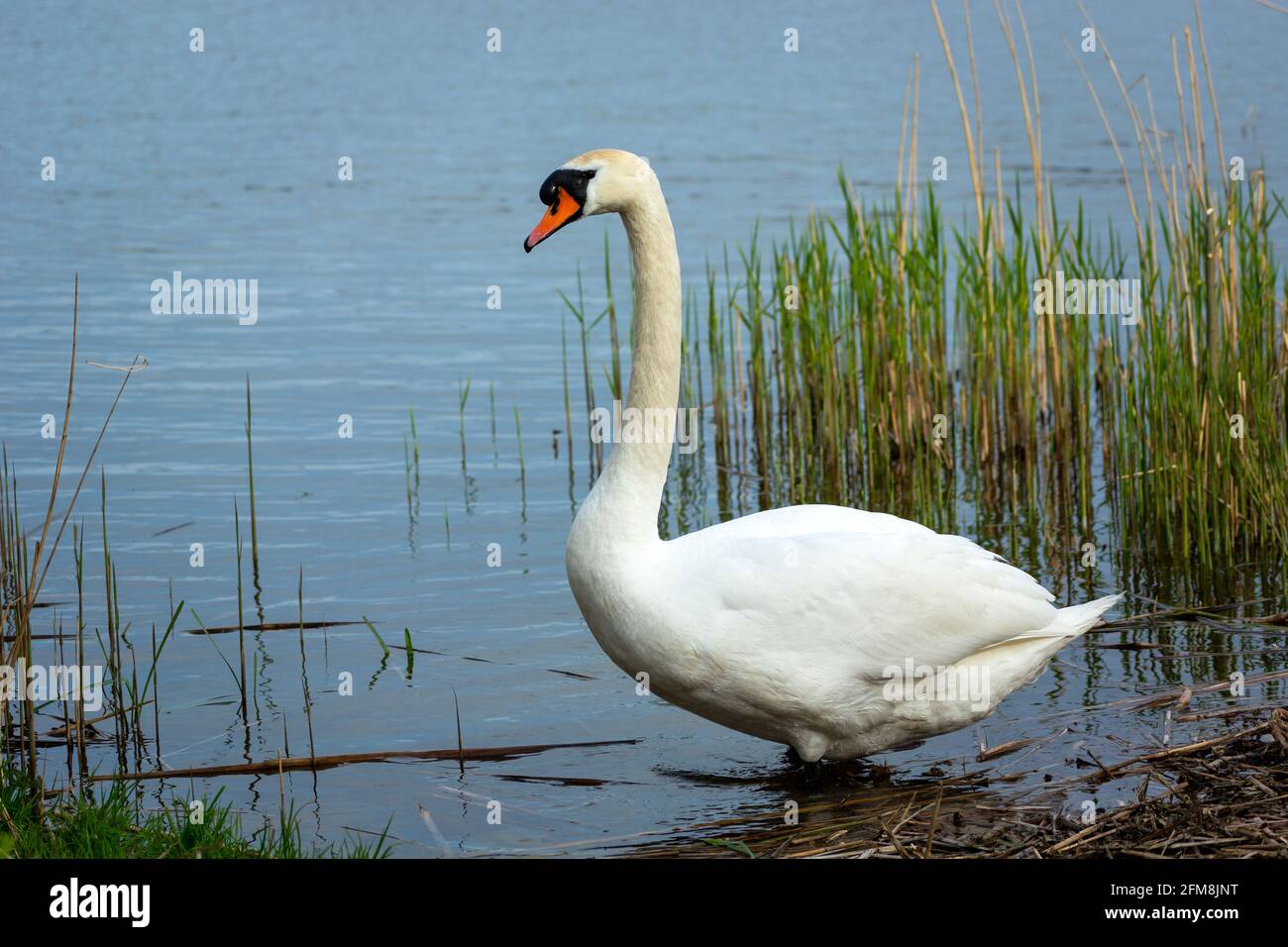 Un cygne muet se dresse sur le rivage d'un lac, Stankow, Pologne Banque D'Images