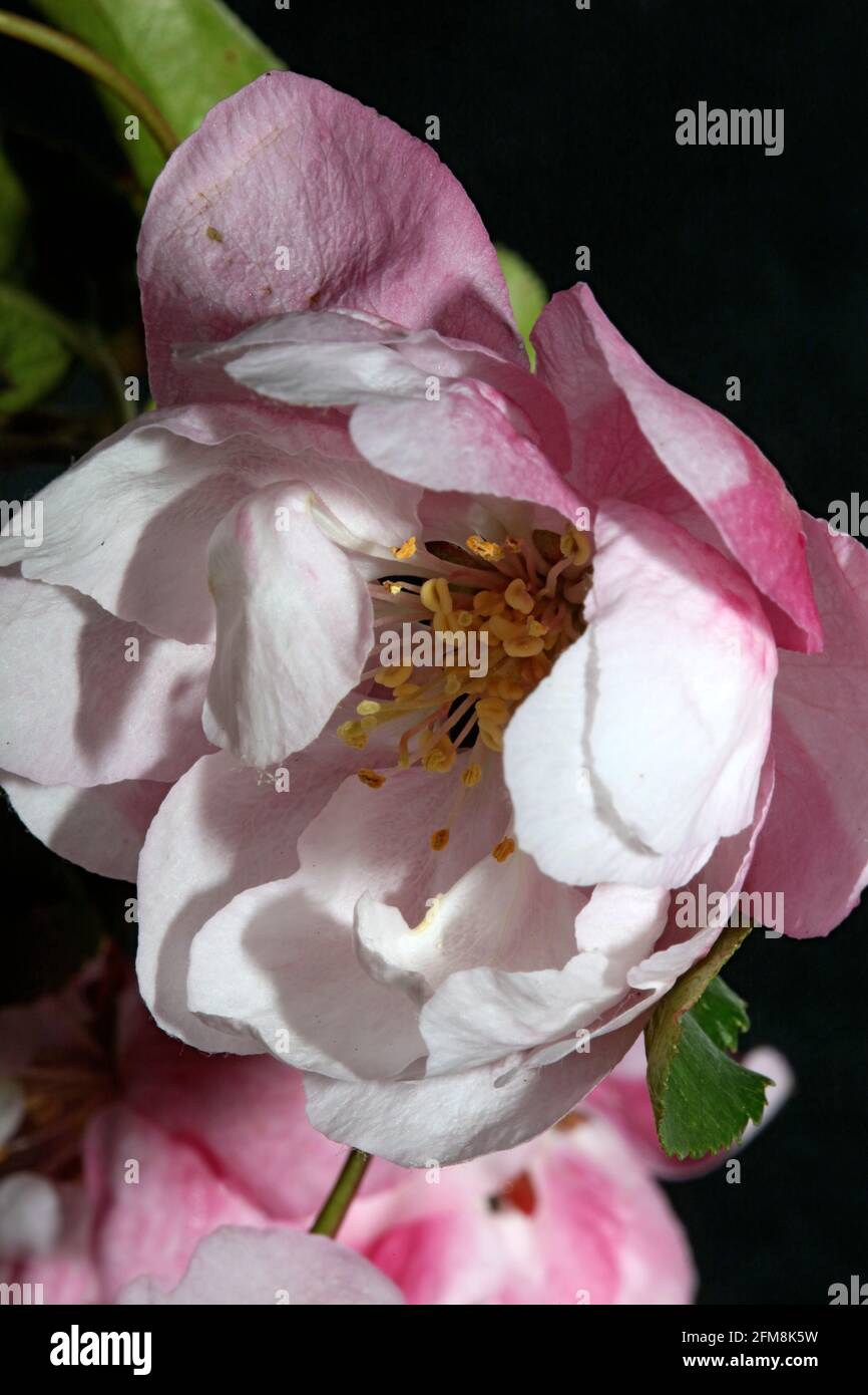 Fleur de cerisier rose gros plan famille Prunus serrulata rosaceae moderne botanique grands imprimés Banque D'Images