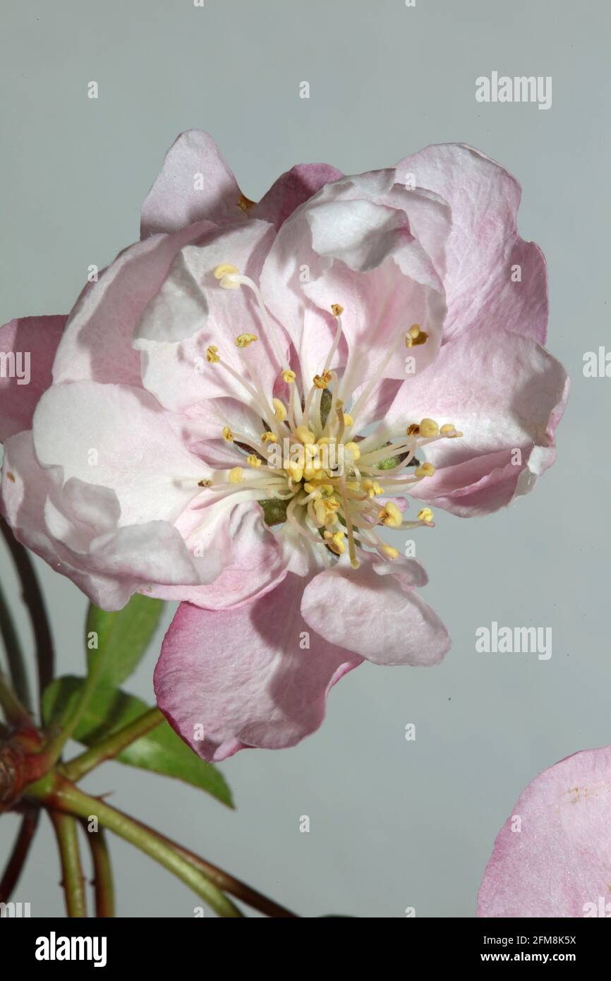 Fleur de cerisier rose gros plan famille Prunus serrulata rosaceae moderne botanique grands imprimés Banque D'Images