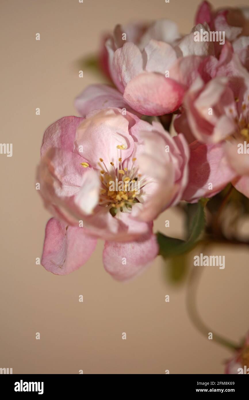 Fleur de cerisier rose gros plan famille Prunus serrulata rosaceae moderne botanique grands imprimés Banque D'Images