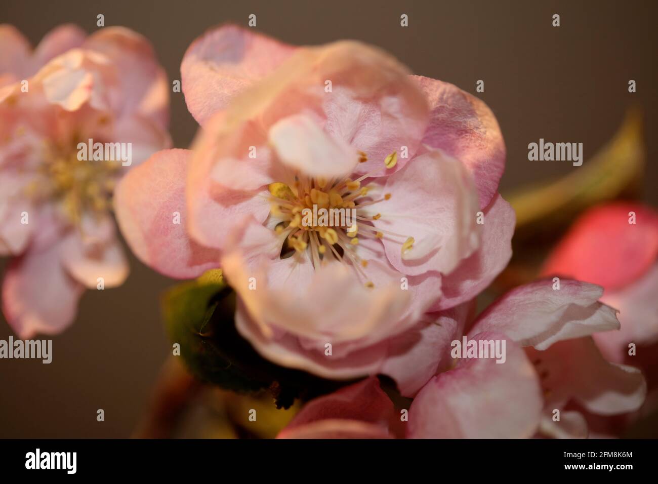 Fleur de cerisier rose gros plan famille Prunus serrulata rosaceae moderne botanique grands imprimés Banque D'Images