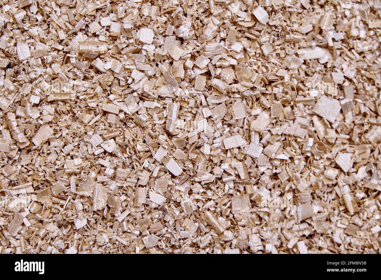 Large pile de copeaux de bouleau beige après traitement du bois massif pour la production de meubles comme arrière-plan extrême proche vue supérieure Banque D'Images
