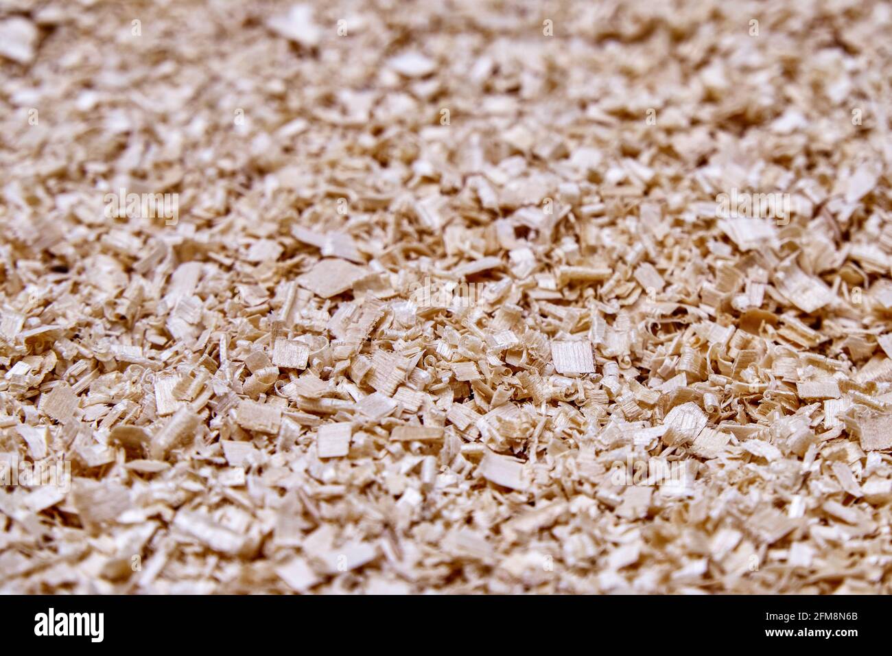 Large pile de copeaux de bouleau beige après traitement du bois massif pour la production de meubles comme arrière-plan extrême proche vue supérieure Banque D'Images