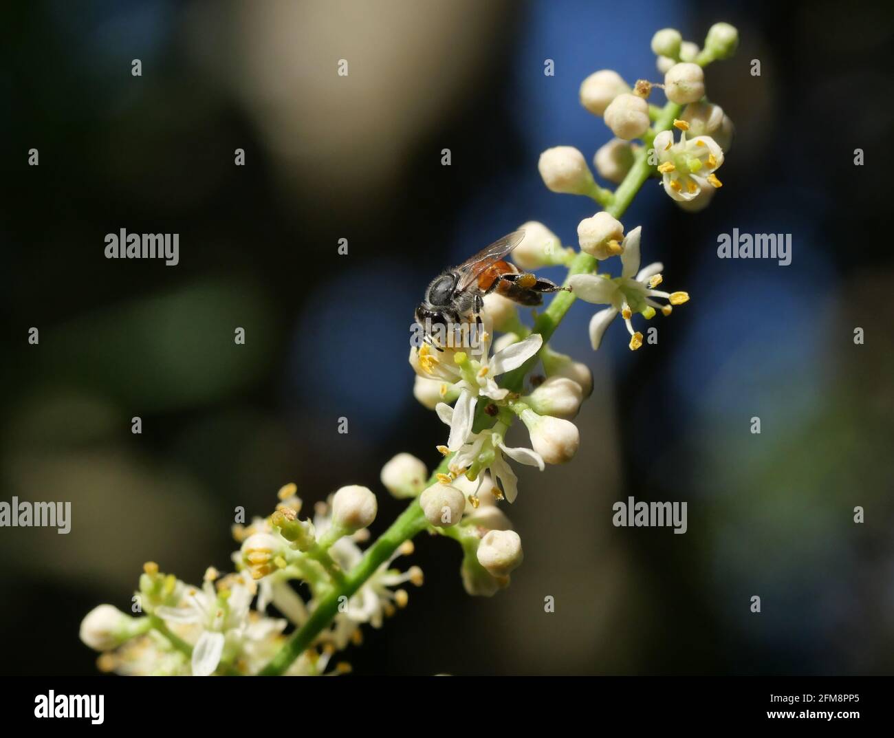 Miel abeille collectant le pollen cherchant le nectar sur la fleur de Clausena Harmandiana avec fond vert naturel et noir Banque D'Images Miel abeille collectant le pollen cherchant le nectar sur la fleur de Clausena Harmandiana avec fond vert naturel et noir Banque D'Images
