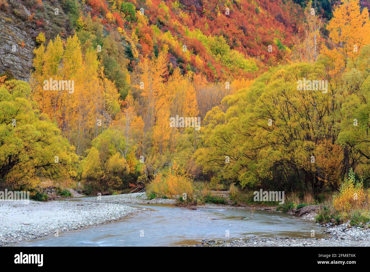 Forêt d'arbres d'automne entourant la rivière Arrow, Otago, Île du Sud, Nouvelle-Zélande Banque D'Images