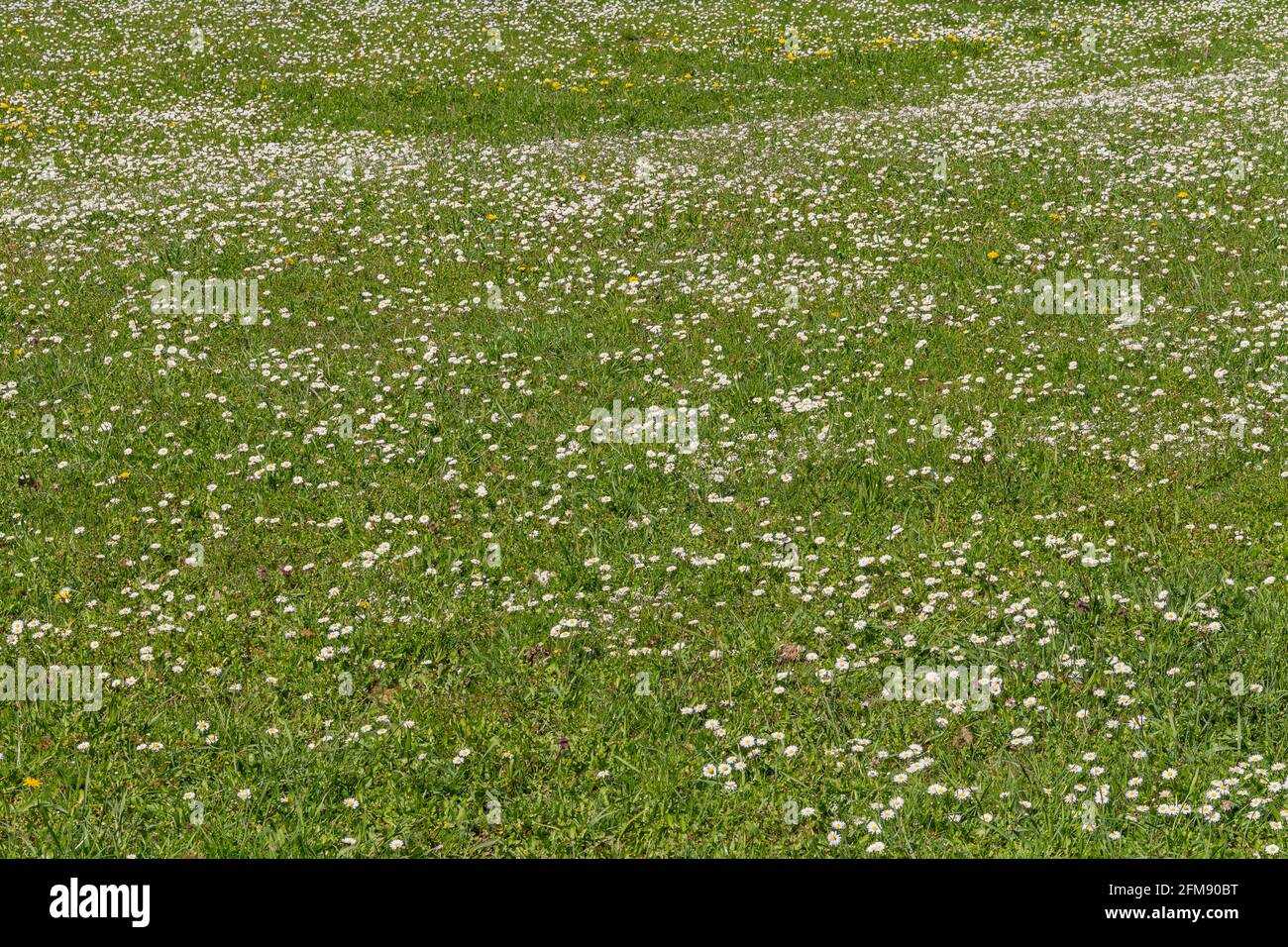 prairie avec beaucoup de fleurs de pâquerettes de pelouse au printemps Banque D'Images