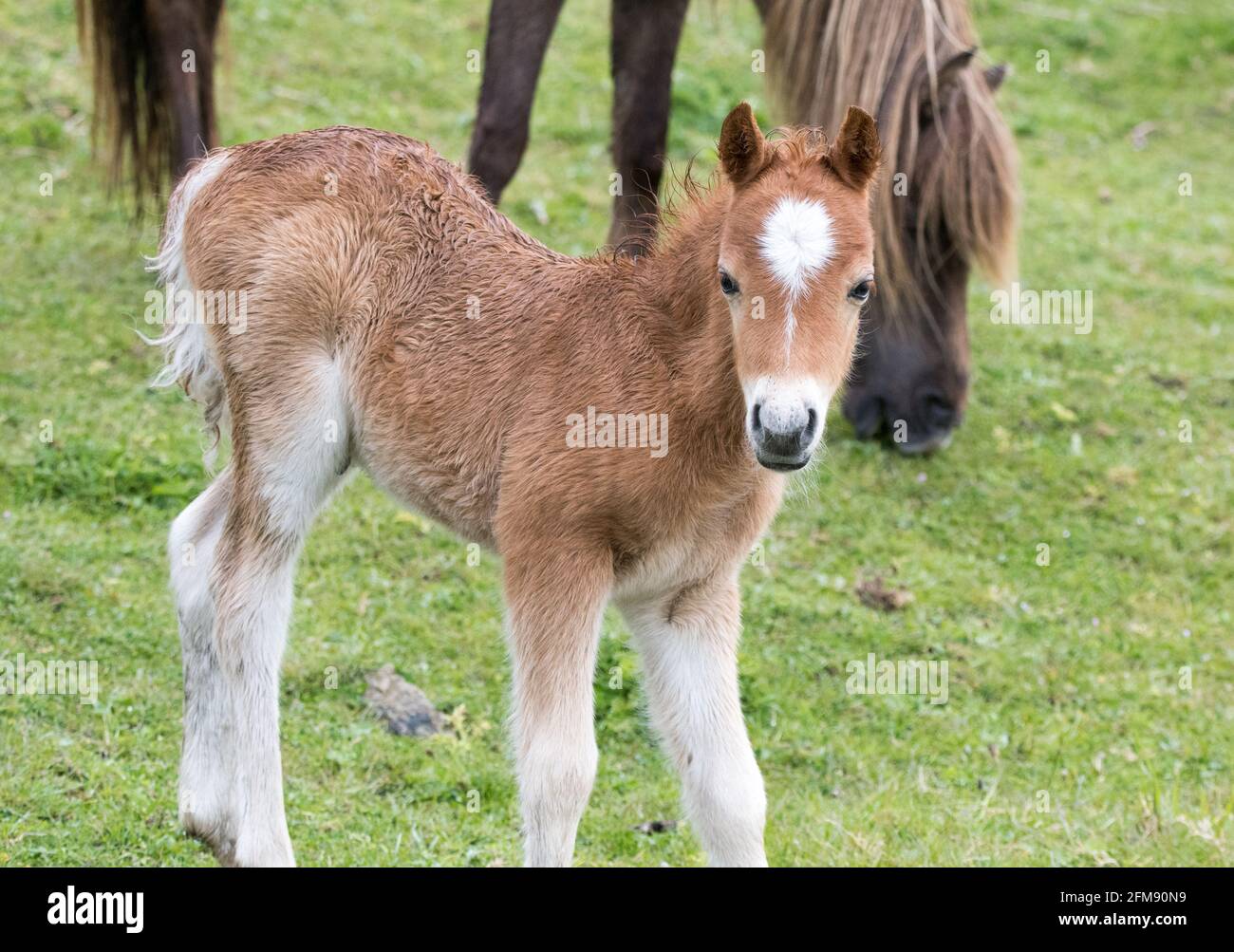 Poney Carneddau ( Banque D'Images