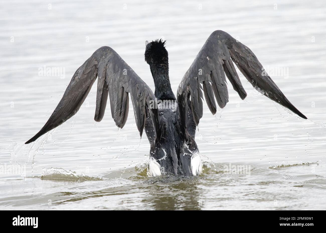 Cormoran (Phalacrocorax carbo) Banque D'Images