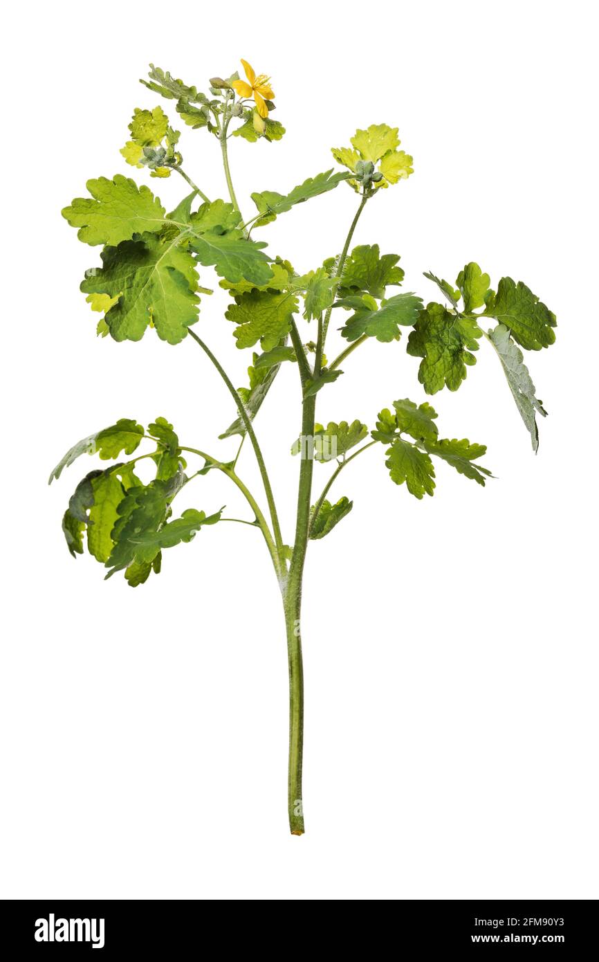 Branche de celandine en fleur, Chelidonium, isolée sur fond blanc. Banque D'Images