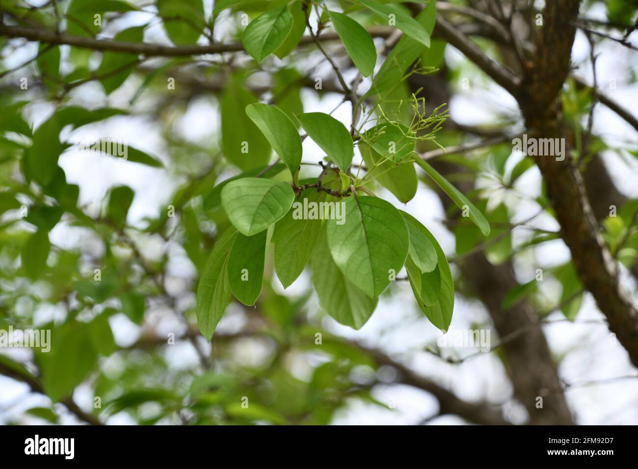 Frange chinoise (Chionanthus retusus) Banque D'Images