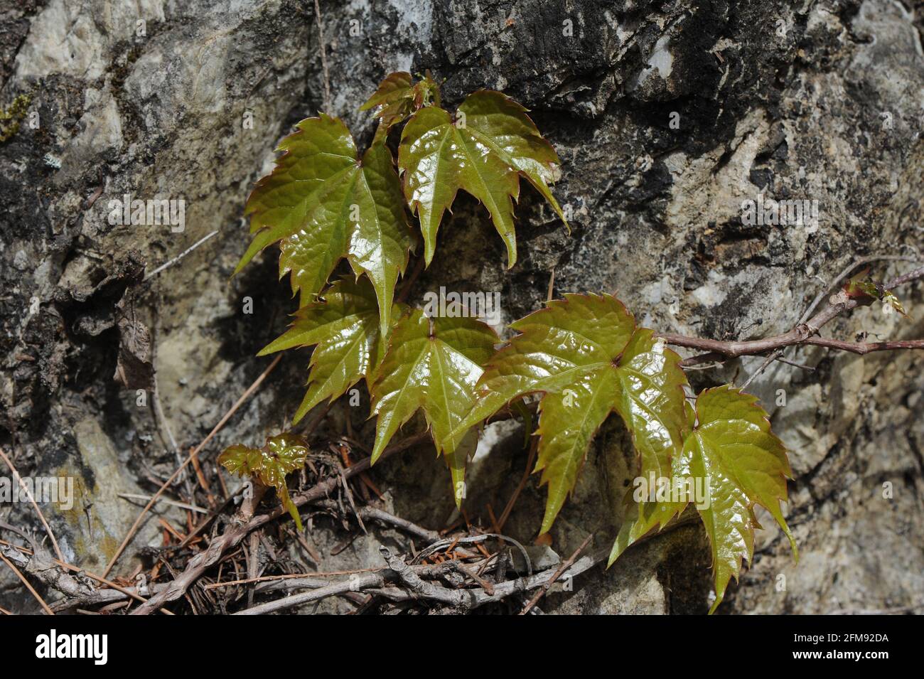 Ivy vert sur le mur de pierre Banque D'Images