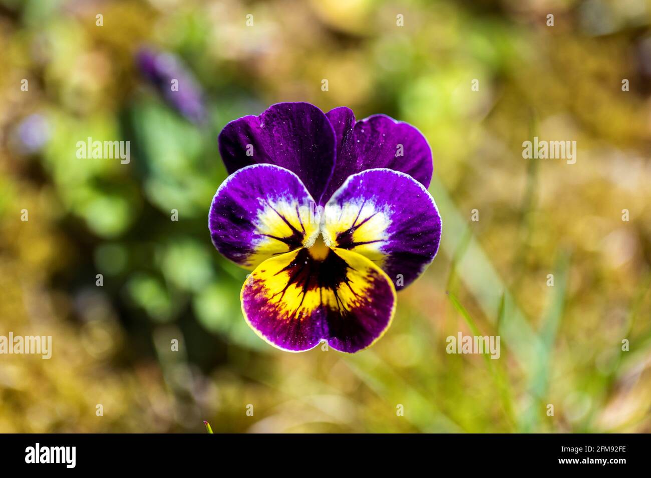 Un portrait de haut en bas d'une seule fleur de violette et jaune debout  dans une pelouse d'herbe d'un jardin par une journée ensoleillée. La petite  usine fait partie de la vio