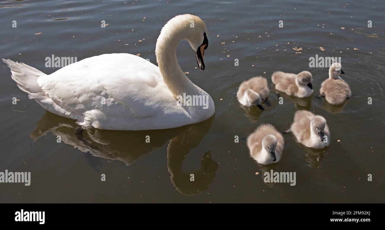 Figgate Park, Édimbourg, Écosse, Royaume-Uni. 7 mai 2021. Mute Swan famille prospère au soleil avant une forte averse. Banque D'Images