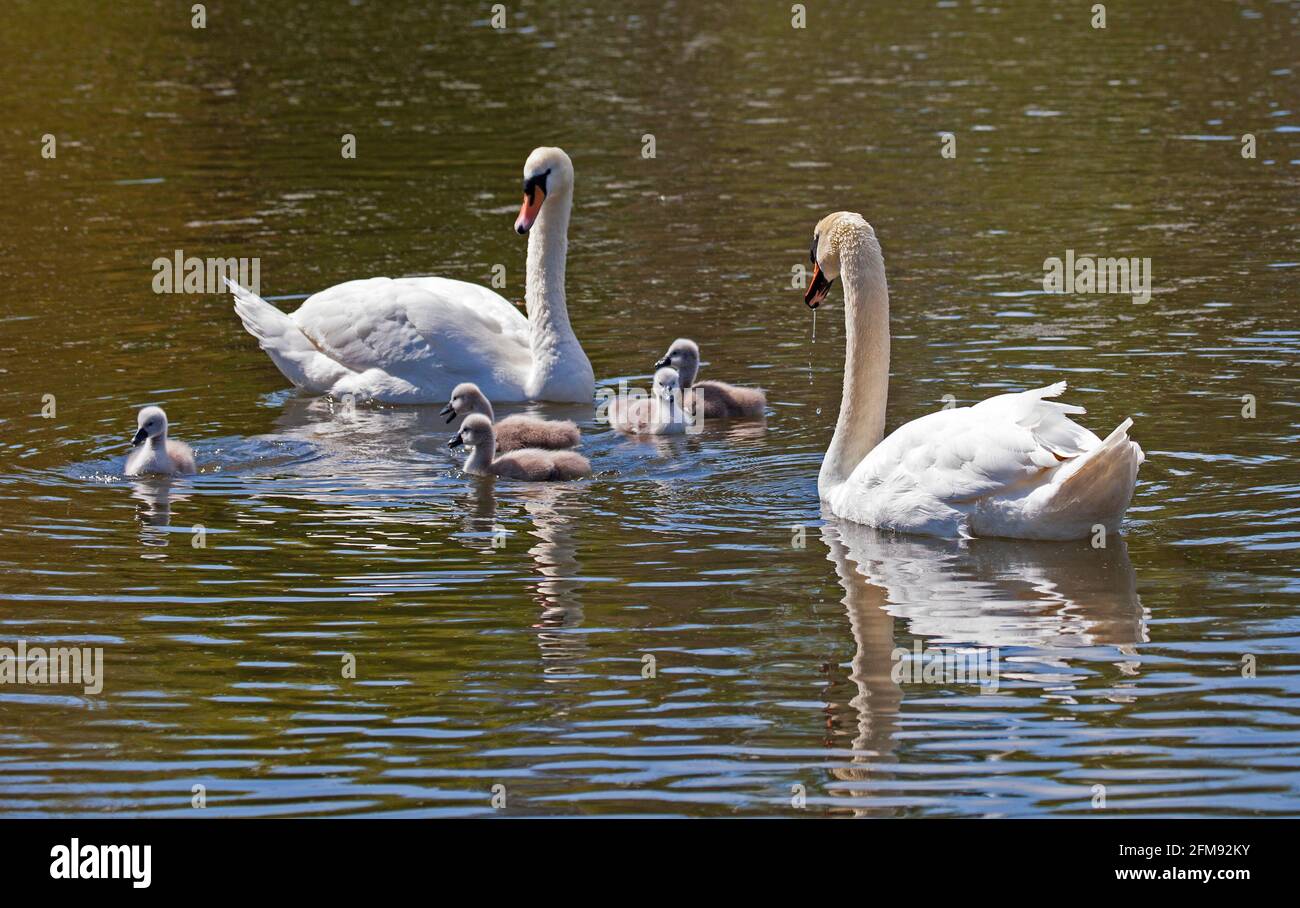Figgate Park, Édimbourg, Écosse, Royaume-Uni. 7 mai 2021. Mute Swan famille prospère au soleil avant une forte averse. Banque D'Images